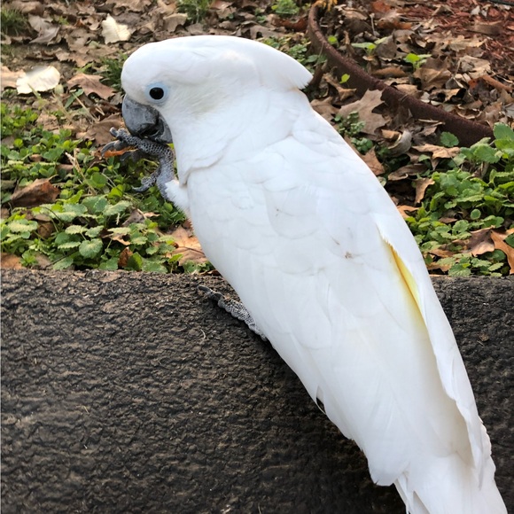 thewhiteparrot